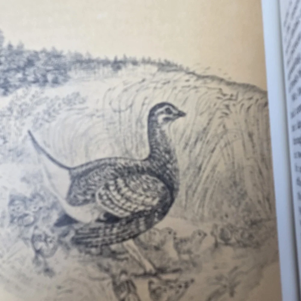 Game Bird Hunting In The West By Mike Cramond HC 1967 Signed First Edition